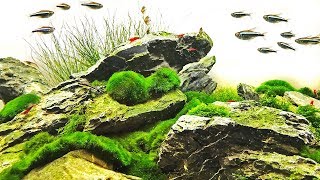 The Ultimate Algae Aquascape [upl. by Mikahs]