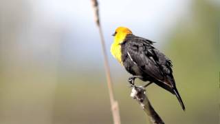 Yellowheaded Blackbird calling out [upl. by Hsenid778]