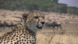 The Great Serengeti Migration  Wildebeest vs Crocodile [upl. by Llevram]