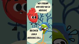 Neurons Types of Neurons and their functions Nervoussystem [upl. by Eirahcaz]