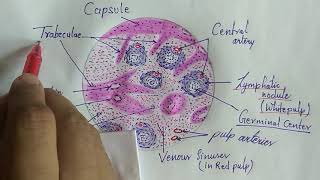 Histology of spleen [upl. by Seafowl103]