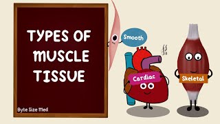 Types of Muscle Tissue  Skeletal Smooth Cardiac Muscle  Differences  Nerve Muscle Physiology [upl. by Aleda253]