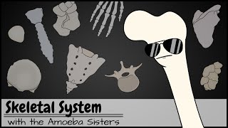 Skeletal System [upl. by Dnilazor836]