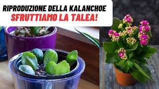 KALANCHOE INFINITE con questo SEMPLICE TRUCCO  WampA Gardens giardinaggio ed orticoltura [upl. by Atekin]