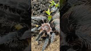 Tliltocatl Verdezi New homefeeding 🏠🕷️🕸️🪱 tarantula tarantulasoftheworld tarantulakeeper metal [upl. by Elrae]