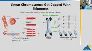 BIOL201 Ch145  DNA Replication in Eukaryotes [upl. by Llennaj]