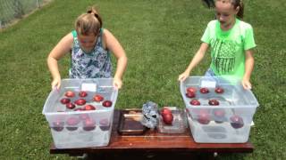 Bobbing for Apples Challenge Part 1 [upl. by Annoed676]