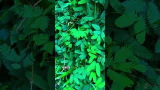 Unveiling the Magic of Mimosa pudica  The Sensitive Plant Revelation [upl. by Aleacin919]