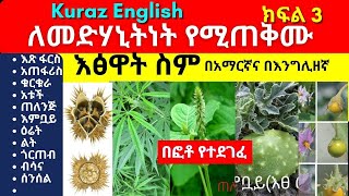 ለመድሃኒትነት የሚጠቅሙ እፅዋት ስም  Names of Ethiopian medicinal plants and herbs  Part 3 [upl. by Littman]