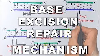 Base Excision Repair  DNA Repair Mechanism [upl. by Cantone]