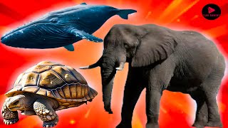 6 of the LongestLiving Creatures on Earth [upl. by Farant]