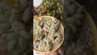 Propagated from leaves Pachyphytum Bubble Candy plants plantas springgarden suculentas [upl. by Carolle]