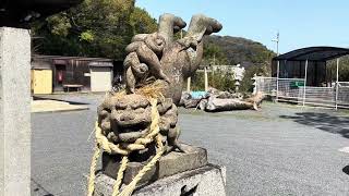 世にも珍しき立派な「モノ」をお持ちな逆立ち狛犬【神社検定1級落語家が行く神社参拝～伊豆神社編福岡県遠賀郡】 [upl. by Hurless780]