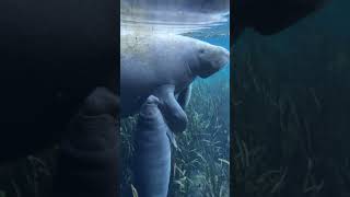 அமைதியான கடல் பசு Amazing Manatee Feeding Facts  Tamil Info Share shorts [upl. by Odnomar]