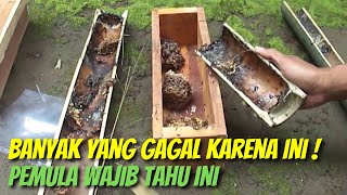 Cara Budidaya Lebah Madu Trigona Bagi Pemula [upl. by Naicul]