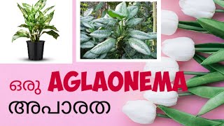 Aglaonema Silver Queen or Chinese Evergreen [upl. by Isbel]