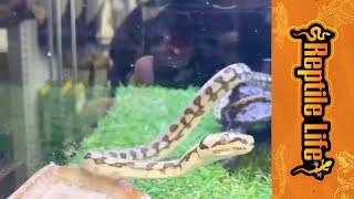 Snake Enclosure Adelaide  Reptile Life [upl. by Talyah]