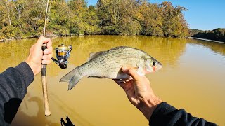 4 Hours of RAW and UNCUT Ultralight Fishing with Gulp Minnows  Emory River [upl. by Ahsian]