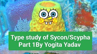 Type study of SyconScypha Part 1 By Yogita Yadav notes with easy explanation [upl. by Selmore813]