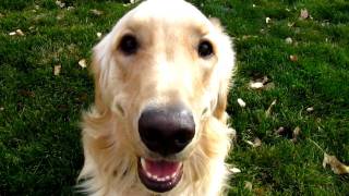 LOVEABLE Golden Retriever playing barking and having fun [upl. by Lanos]