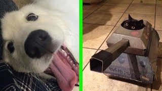 Cats vs Dogs – Funny Comparison [upl. by Kent86]