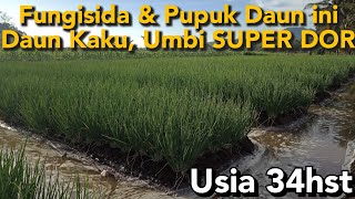 penyiraman dan penyemprotan pupuk daun pembesar umbi bawang merah usia 34hst [upl. by Araj]