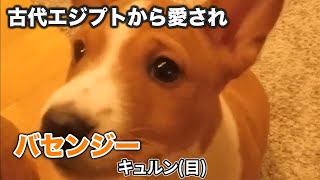 【バセンジー】人類にとって最高の犬、と欧米で呼ばれる、バセンジーかわいい集【犬】 [upl. by Asiled551]