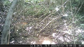 Japanese Red Fox with a Thin Tail Explores the Deserted Sett of Japanese Badger at Daytime [upl. by Nannek]