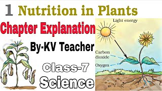 Part2 Nutrition In Plants  Class7 Science NCERT Chapter1 Explanation in हिंदी By KV Teacher [upl. by Wylie]