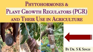 HormonesPlant Hormones Phytohormones amp Plant Growth Regulators PGR and Their Use in Agriculture [upl. by Gnilhsa]