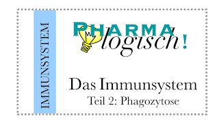 Das Immunsystem  die Phagozytose [upl. by Lletnohs553]