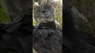 Rare Harpy Eagle So Beautiful Close Up [upl. by Jayne]