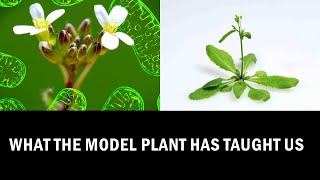 What we can learn from Arabidopsis Research Explained in 7 Minutes [upl. by Adnale847]