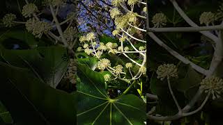 Common wasp and Fatsia japonica nature wasp insect garden [upl. by Aineg]