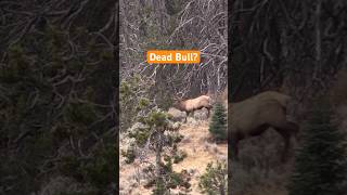 300 WSM Strikes Again Public Land Elk Hunting [upl. by Gabbi]