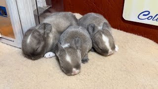 Dinah amp Jonah Holland Lop Litter 12 Days Old [upl. by Aissenav]