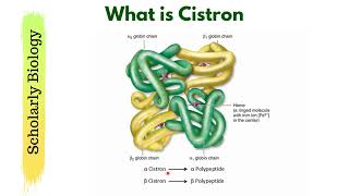 Gene vs Cistron  Molecular Basis of Inheritance  Biology Class 12NEET [upl. by Cass794]