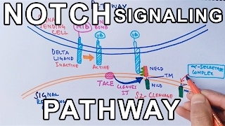 Mechanism of NOTCH SIGNALING PATHWAY [upl. by Alik]