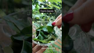 ✅Curry leaves Hair Tonic For Fast Hair GrowthHaircare tips shortshaircarelonghairviral [upl. by Fairfax]