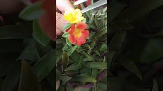 cross pollination purslane flowers 💛🧡shortvideo garden [upl. by Zarihs]