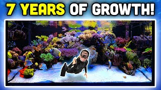 INSANE Reef Aquarium Keys to AMAZING Coral Growth and Fish Keeping [upl. by Normak11]