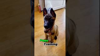 ❌❌❌Belgian Malinois training dog malinois becgiegermanshepherd dogtraining pets dog [upl. by Leopoldeen]