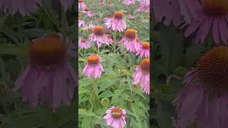 Echinacea purpurea 🌸✨️🌿 echinacea flowers gardenflowers [upl. by Inanuah]