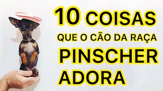 10 COIAS QUE O CÃO DA RAÇA PINSCHER ADORA  PINSCHER FILHOTES [upl. by Nnylirak]