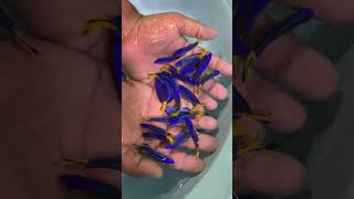 Blue tang salt water fishaquariumfish [upl. by Oemac]