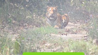 wildanimals of Bardiya National parkTigerleopard Rhinoelephant [upl. by Enyal]