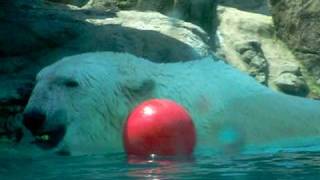 North Carolina Zoo Polar Bear [upl. by Cornie]