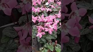 Ciclamini ciclamini ดอกไม้ flower fiori ดอกหญ้า beautiful colorful shortsvideo shorts [upl. by Handal]