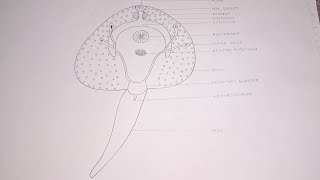 Fasciola Hepatica Cercaria Larva  How to draw fasciola hepatica cercaria larva shortsyoutubeart [upl. by Aurthur]