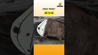 Dùng mông để tự vệ  Wombat [upl. by Crooks]